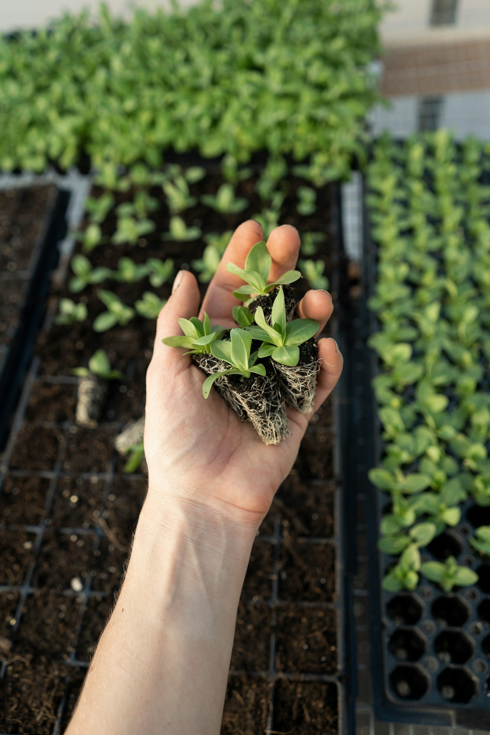 Planting Your Vegetable Starts