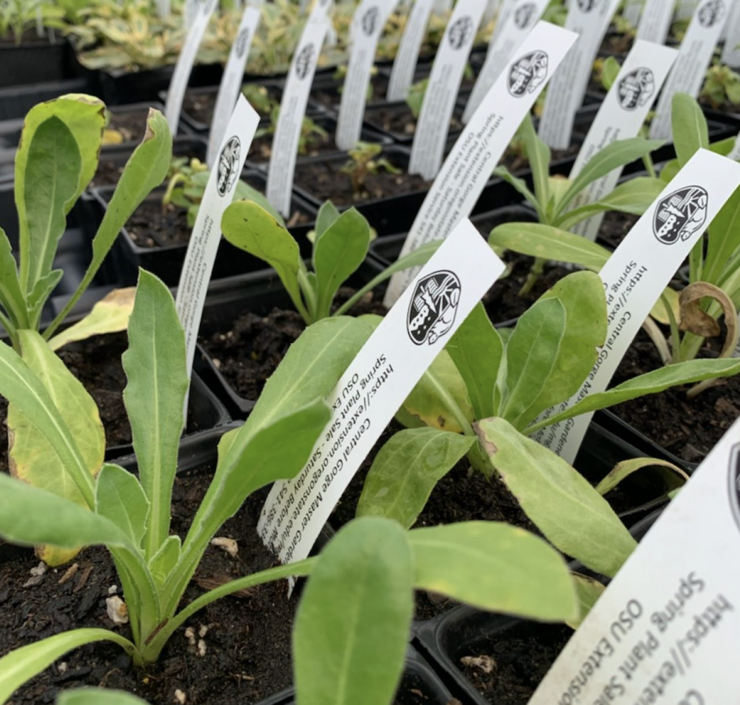 Starting Seeds For a Bountiful Harvest