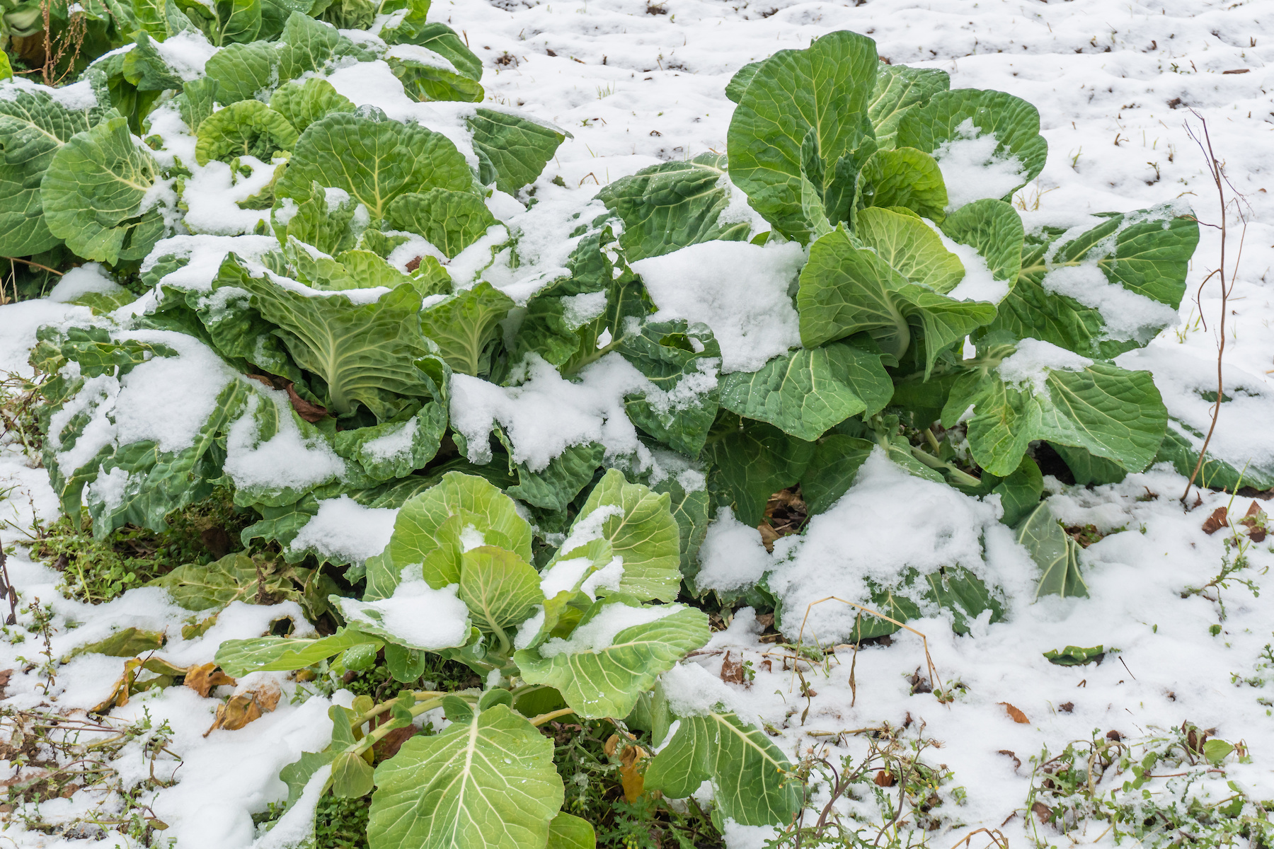 Winter gardening in the Columbia River Gorge